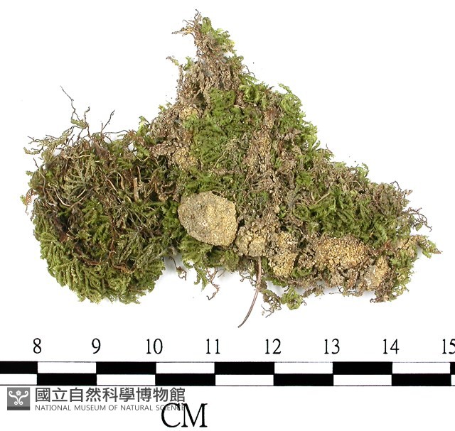 南亞孔雀蘚藏品圖，第3張