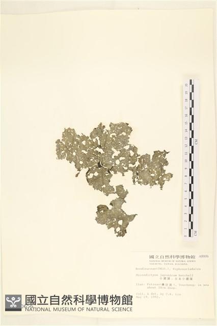 褐海扇藏品圖，第1張