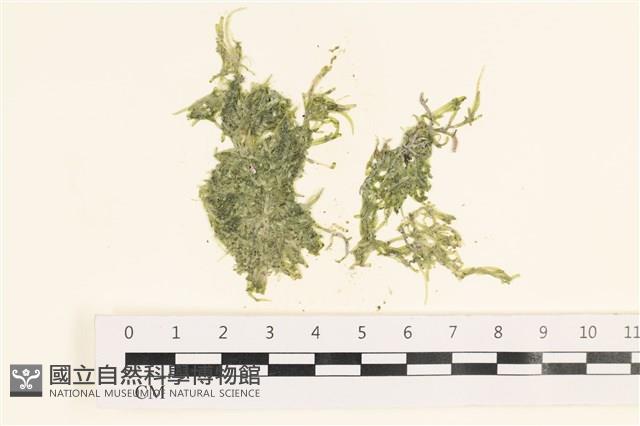 指枝藻藏品圖，第1張