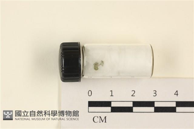 小笠藻, 小傘藻藏品圖，第1張