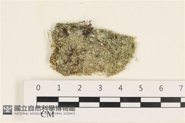 指枝藻藏品圖，第1張