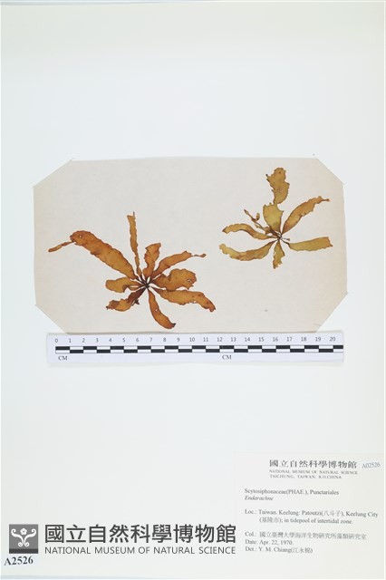 登錄號:A00002526藏品圖，第1張