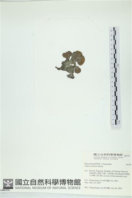 南方團扇藻藏品圖，第3張