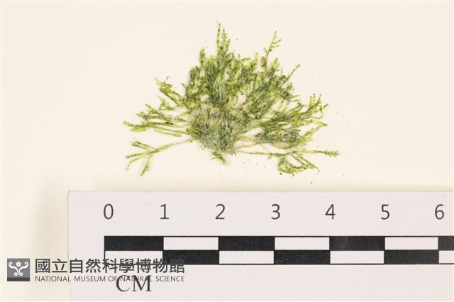 指枝藻藏品圖，第1張
