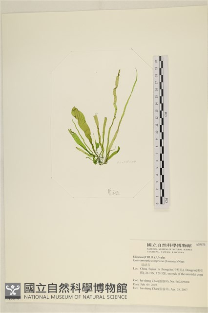 扁石髮藏品圖，第1張
