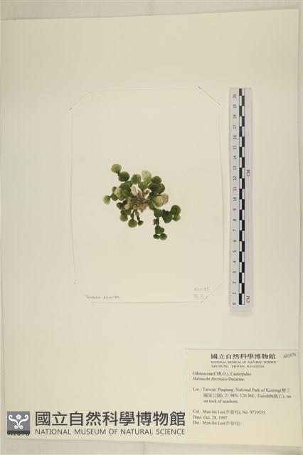 盤狀仙掌藻藏品圖，第3張