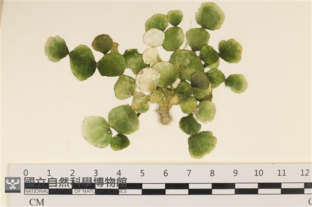 大葉海仙人掌, 大葉仙掌藻藏品圖，第1張