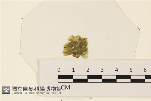 浮網藻, 肋葉藻藏品圖，第1張