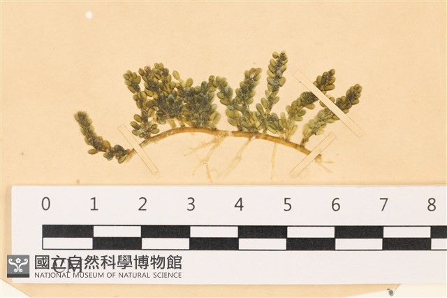 寬珊藻藏品圖，第1張