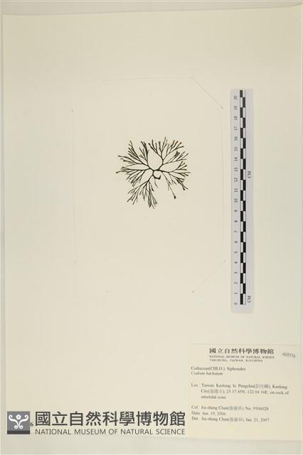 登錄號:A00005576藏品圖，第3張