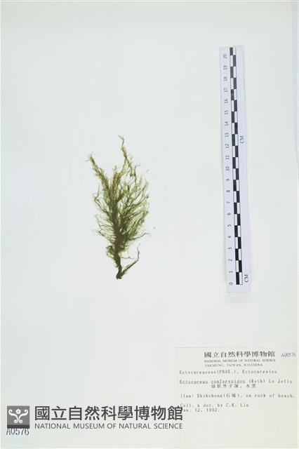 絲狀外子藻, 水雲藏品圖，第3張