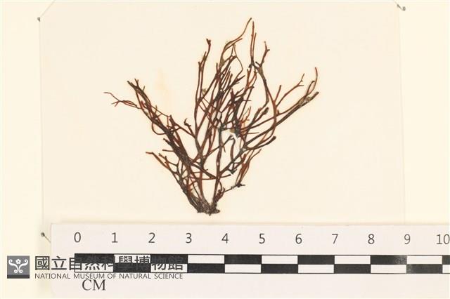 小毛孢藻, 小鹿角苔藏品圖，第1張