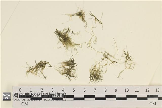 指枝藻藏品圖，第1張