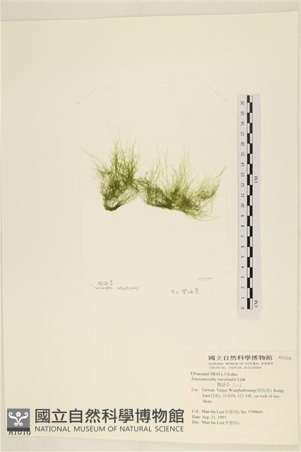 腸滸苔, 河石髮藏品圖，第1張