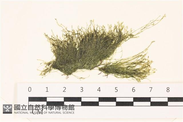 偏列羽藻藏品圖，第1張