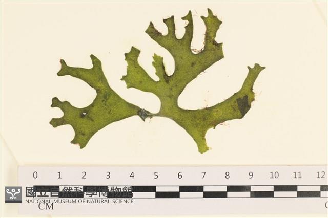 登錄號:A00006116藏品圖，第1張