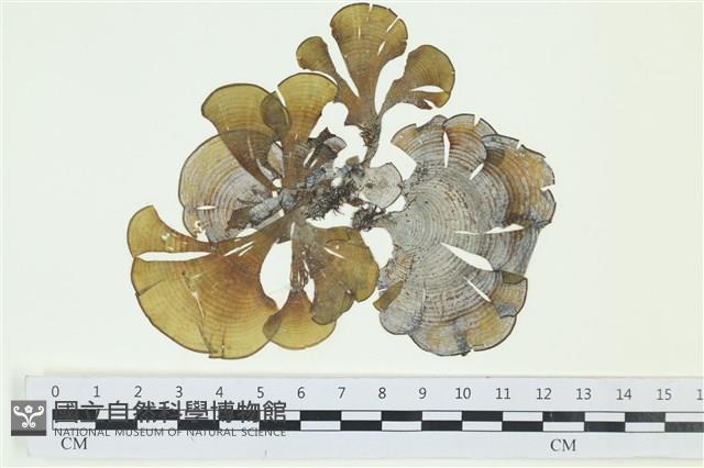 南方團扇藻藏品圖，第1張