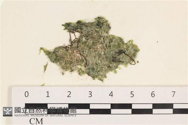 法囊藻藏品圖，第1張