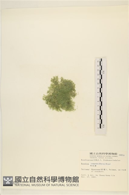 布氏藻藏品圖，第3張
