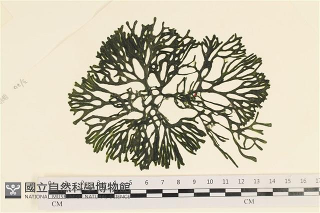 登錄號:A00001316藏品圖，第1張