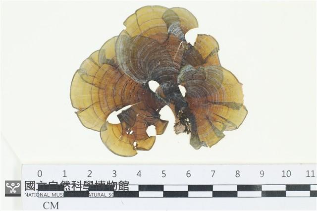 登錄號:A00005296藏品圖，第1張