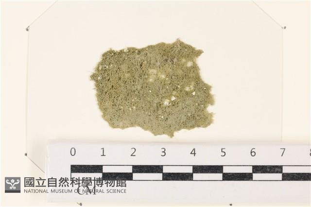 布氏藻藏品圖，第1張