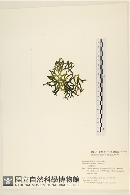 登錄號:A00005596藏品圖，第3張