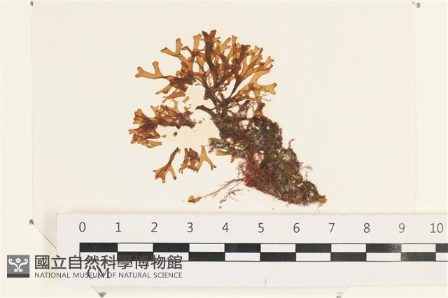 登錄號:A00002496藏品圖，第1張