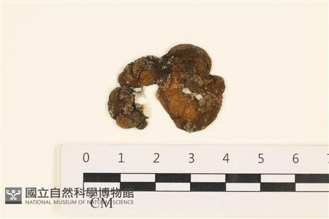 袋苔, 囊藻藏品圖，第1張