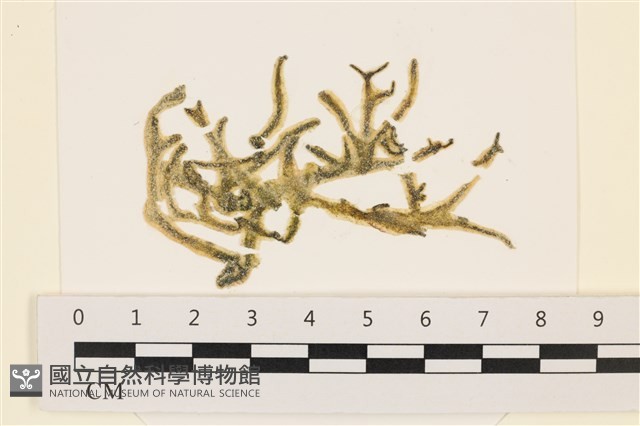 登錄號:A00004396藏品圖，第1張