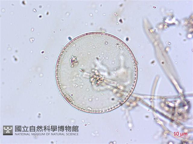 登錄號:A00004646藏品圖，第3張