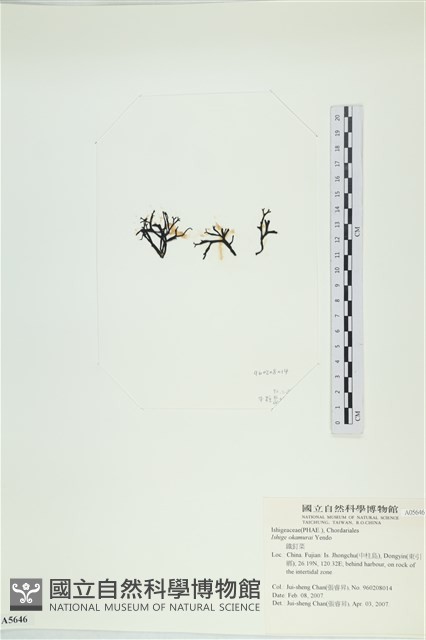 石牙藻, 石牙菜, 鐵釘菜藏品圖，第3張