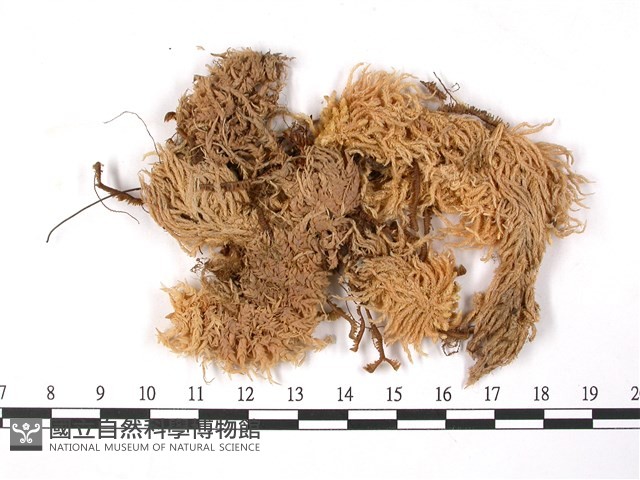 登錄號:B00003646藏品圖，第3張
