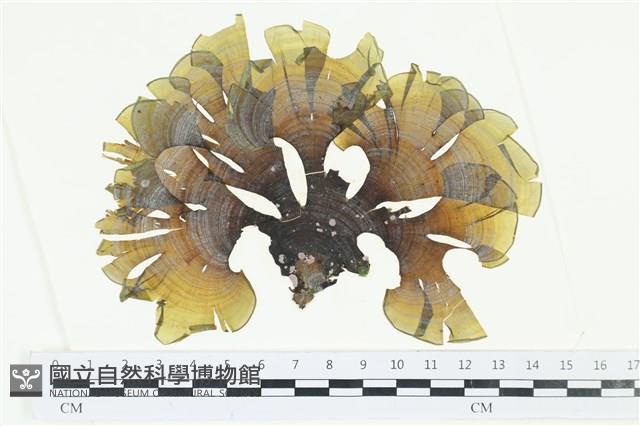 南方團扇藻藏品圖，第1張