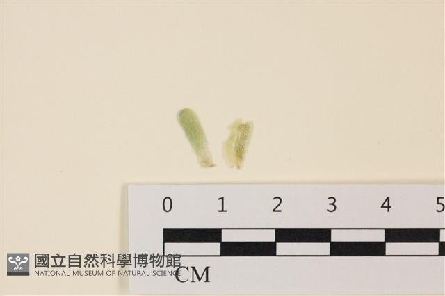 登錄號:A00005046藏品圖，第1張