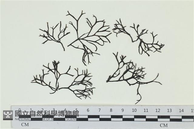 石牙藻, 石牙菜, 鐵釘菜藏品圖，第1張