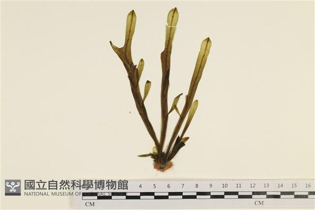 登錄號:A00004146藏品圖，第1張