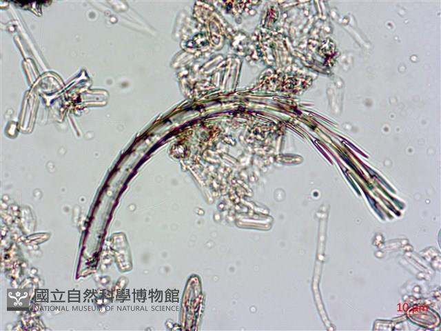 登錄號:A00004546藏品圖，第3張