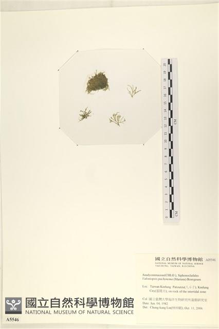 指枝藻藏品圖，第3張