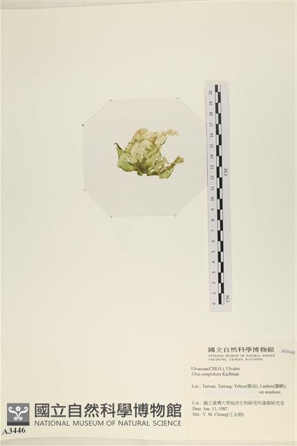 茶花石蓴, 牡丹菜藏品圖，第3張