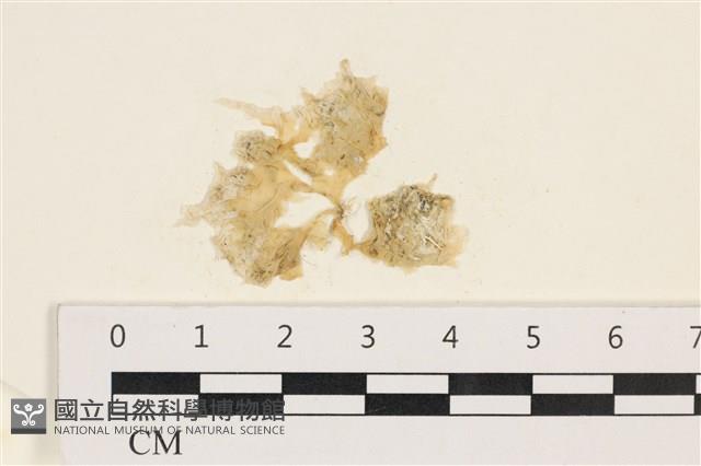 茶花石蓴, 牡丹菜藏品圖，第1張