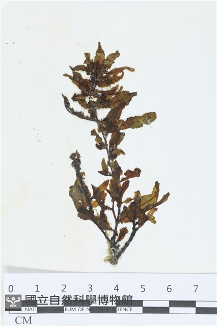 登錄號:A00003346藏品圖，第1張