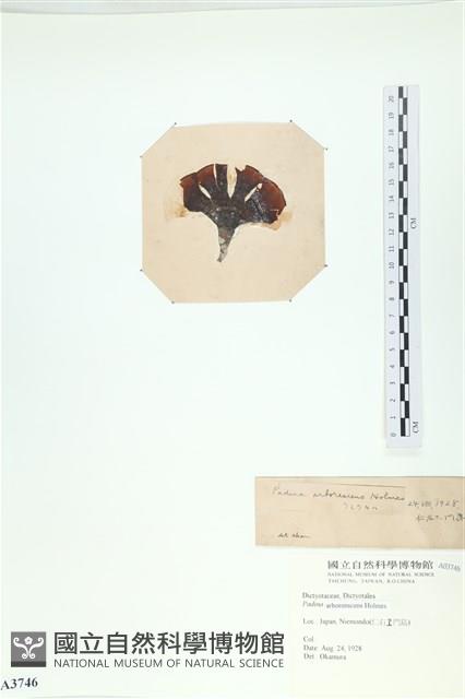 樹狀團扇藻藏品圖，第3張