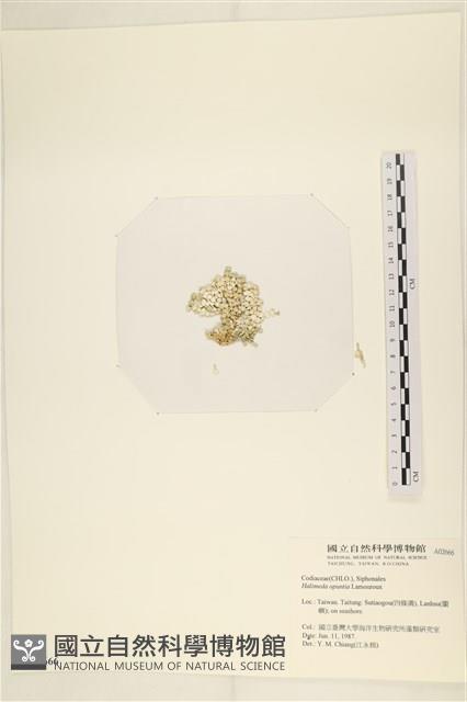 仙掌藻, 海仙人掌藏品圖，第3張