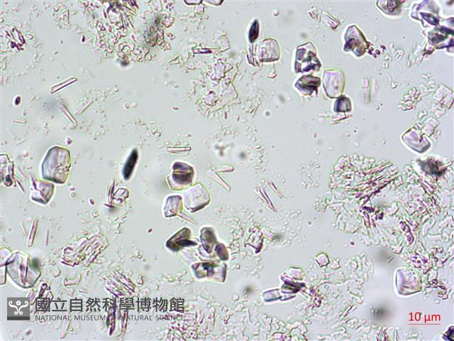 登錄號:A00004666藏品圖，第3張