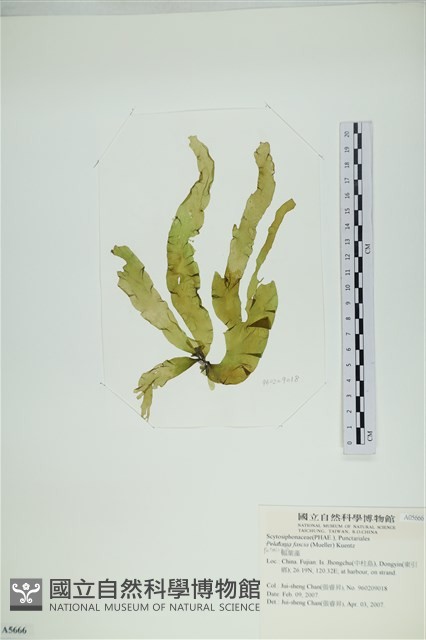 西洋葉苔藏品圖，第3張