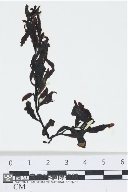 登錄號:A00006266藏品圖，第1張