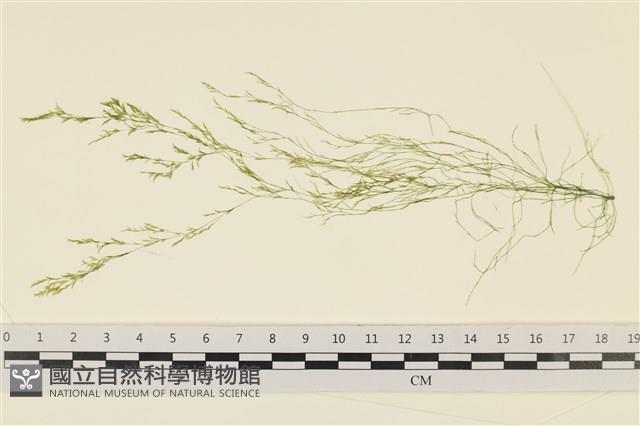 登錄號:A00004266藏品圖，第1張