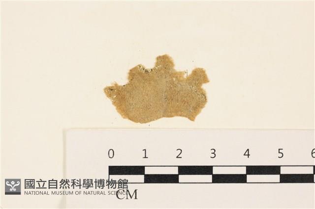 布氏藻藏品圖，第1張