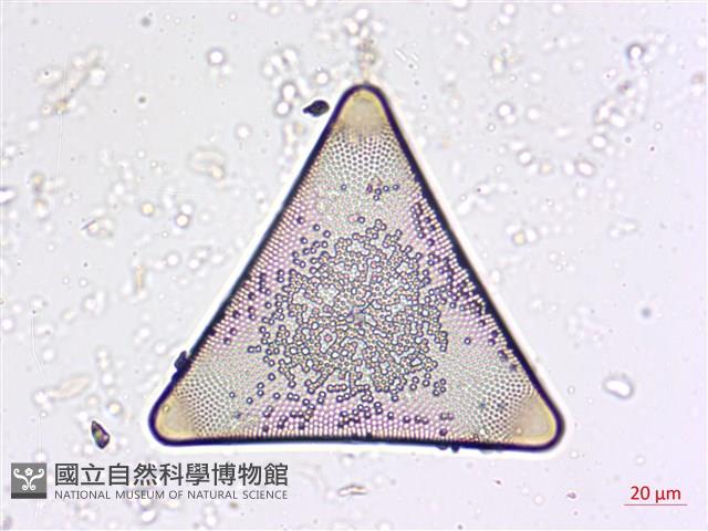 登錄號:A00004566藏品圖，第3張
